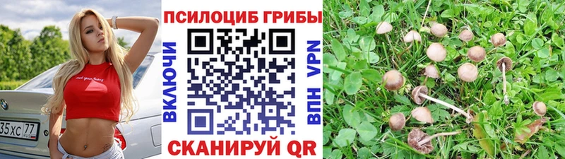 Галлюциногенные грибы Magic Shrooms kraken как зайти Новокубанск